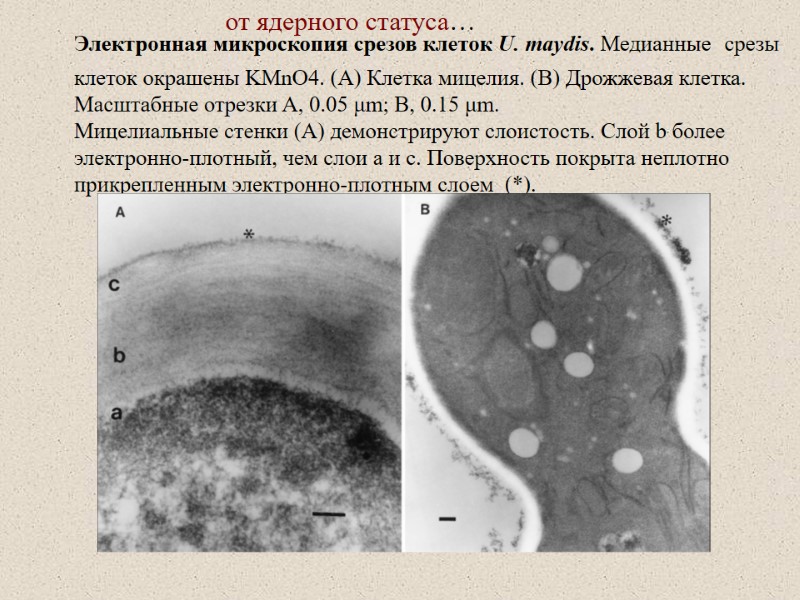 Электронная микроскопия срезов клеток U. maydis. Медианные срезы клеток окрашены KMnO4. (A) Клетка мицелия.